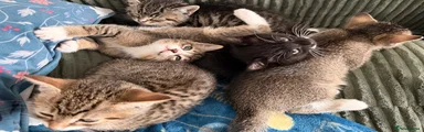 Mixed Breed Kitten 4
