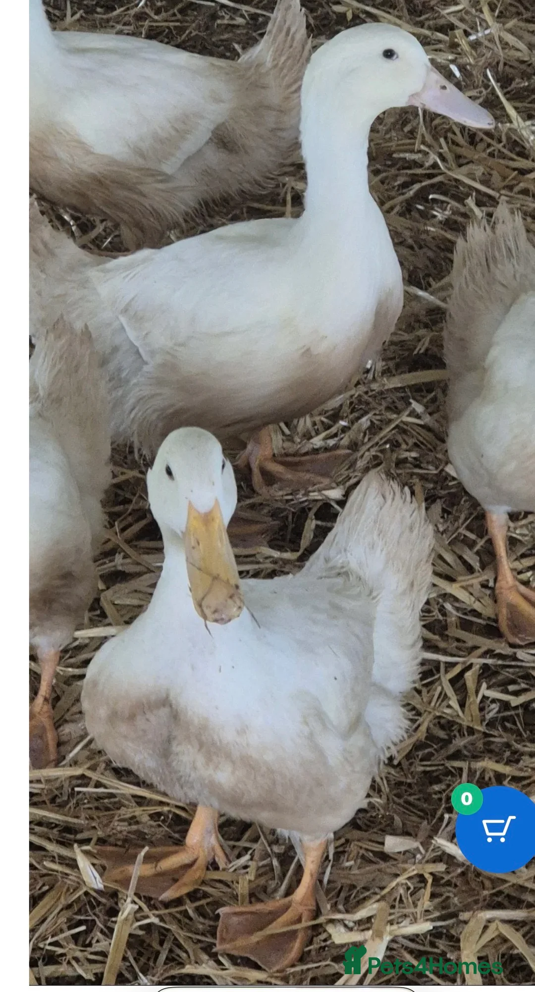 Ducks poultry for sale: Cherry valley ducklings - Advert 2