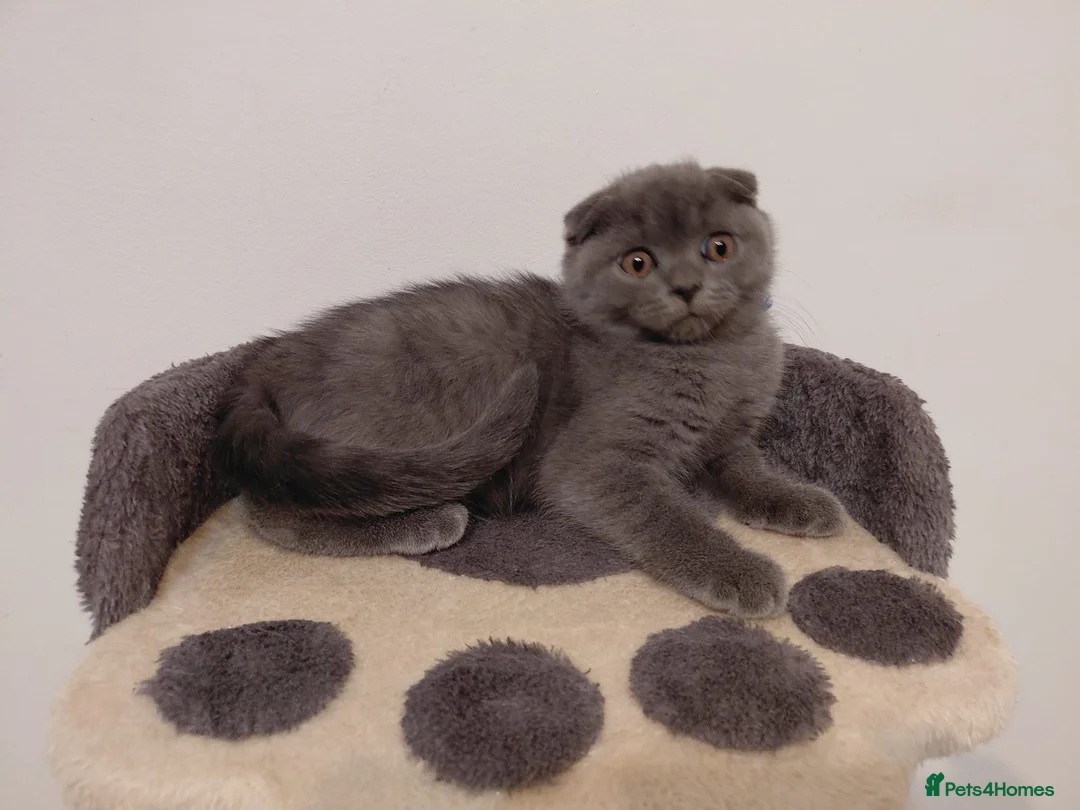 Scottish Fold cats for sale: Scottish Fold Girl Kitten for Sale – 12 Weeks Old in Stanmore - Advert 5