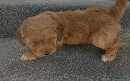 Cockapoo dogs for sale: Cockapoo Puppies – Well Socialised and beautiful  - Advert 24