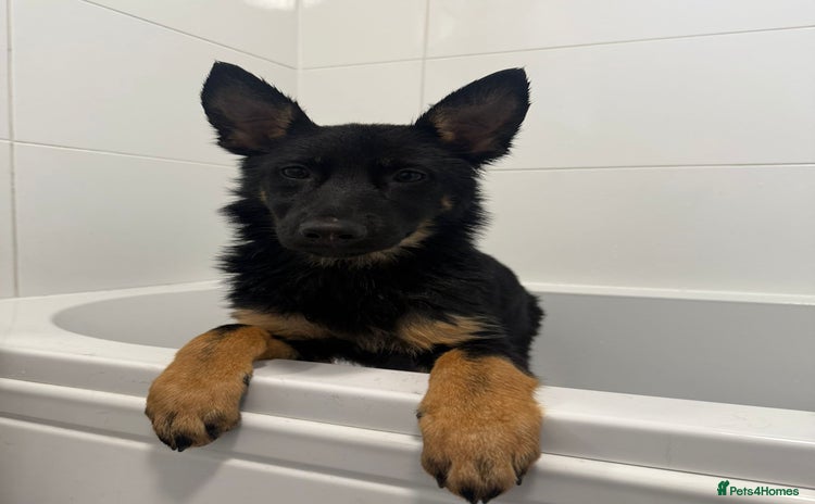 German Shepherd dogs - Advert 2