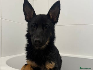 German Shepherd dogs - Advert 3