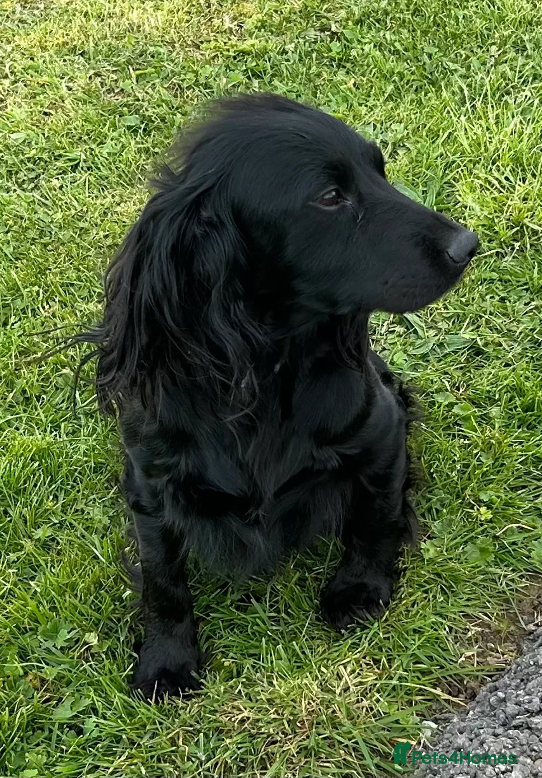 Cocker Spaniel dogs for sale: 2 Working Cocker Spaniel Boys  - Advert 11