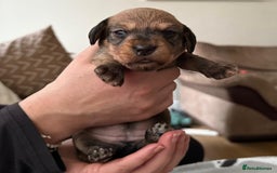 Miniature Dachshund dogs for sale: Supreme KC Miniature Wirehaired Dachshunds! - Advert 10