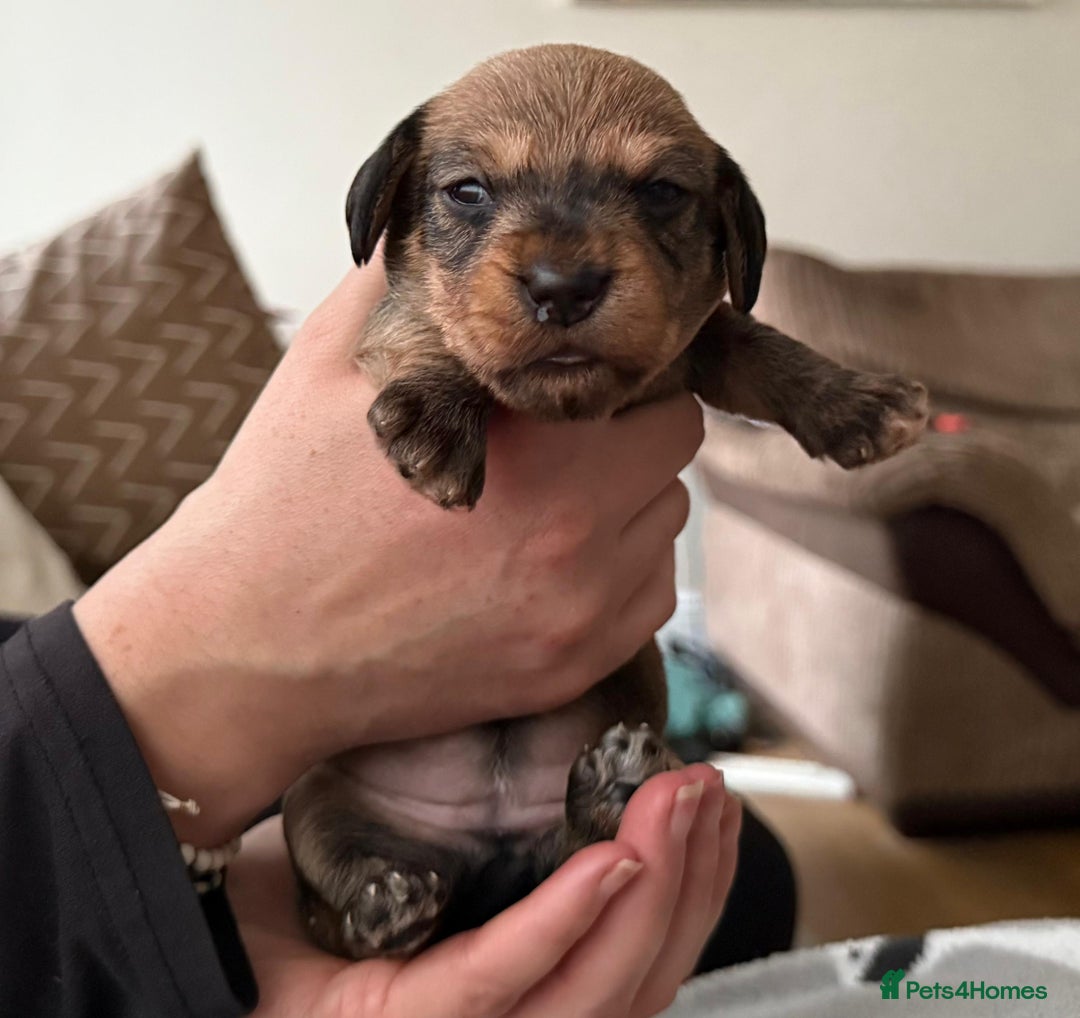 Miniature Dachshund dogs for sale: Supreme KC Miniature Wirehaired Dachshunds! - Advert 10