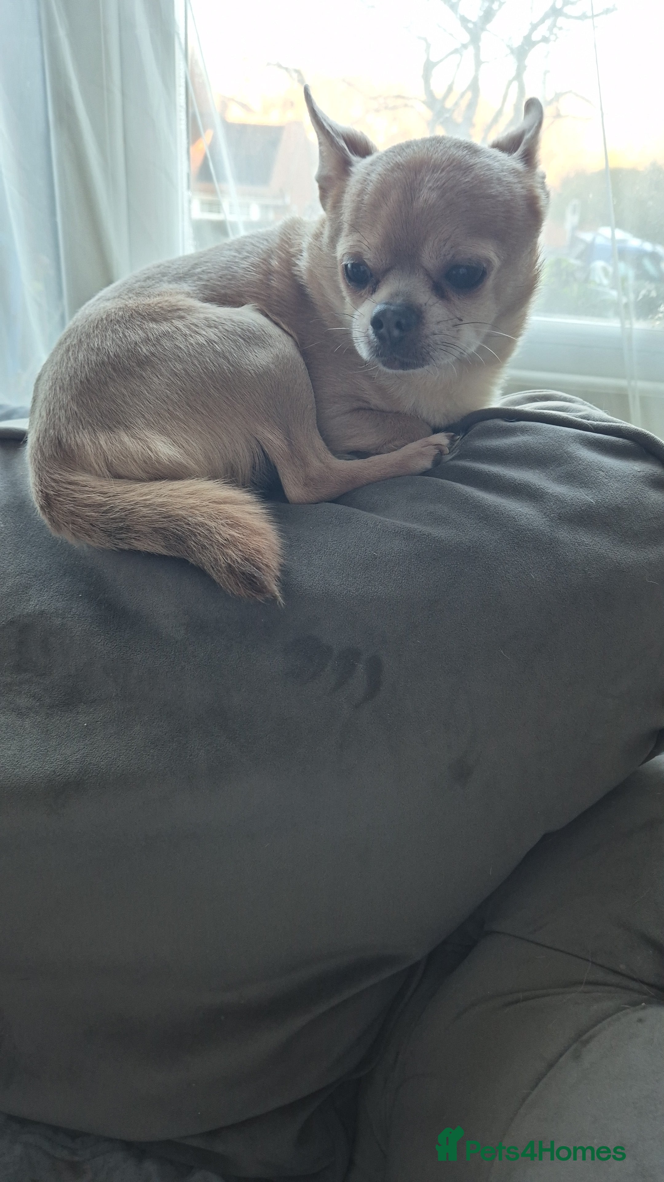 Chihuahua dogs Male chihuahua 8 years old - Advert 1