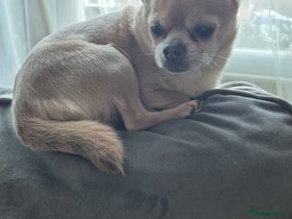 Chihuahua dogs Male chihuahua 8 years old - Advert 2