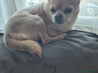 Chihuahua dogs Male chihuahua 8 years old - Advert 8