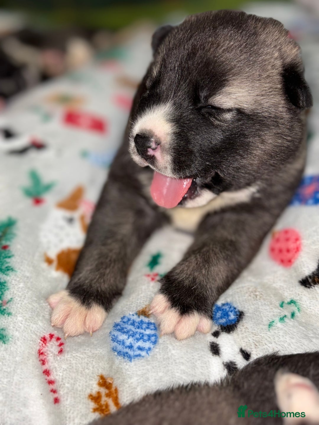 Huskita dogs for sale: american akuta X husky - Advert 11