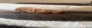 Cockapoo 2