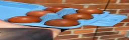 Chickens poultry for sale: Marsbar/Olive Egger Hatching Eggs in Middlewich - Advert 4