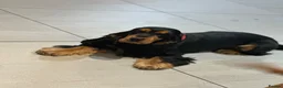 Cocker Spaniel dogs for sale: Show Cocker Spaniel - Top Quality - Advert 5