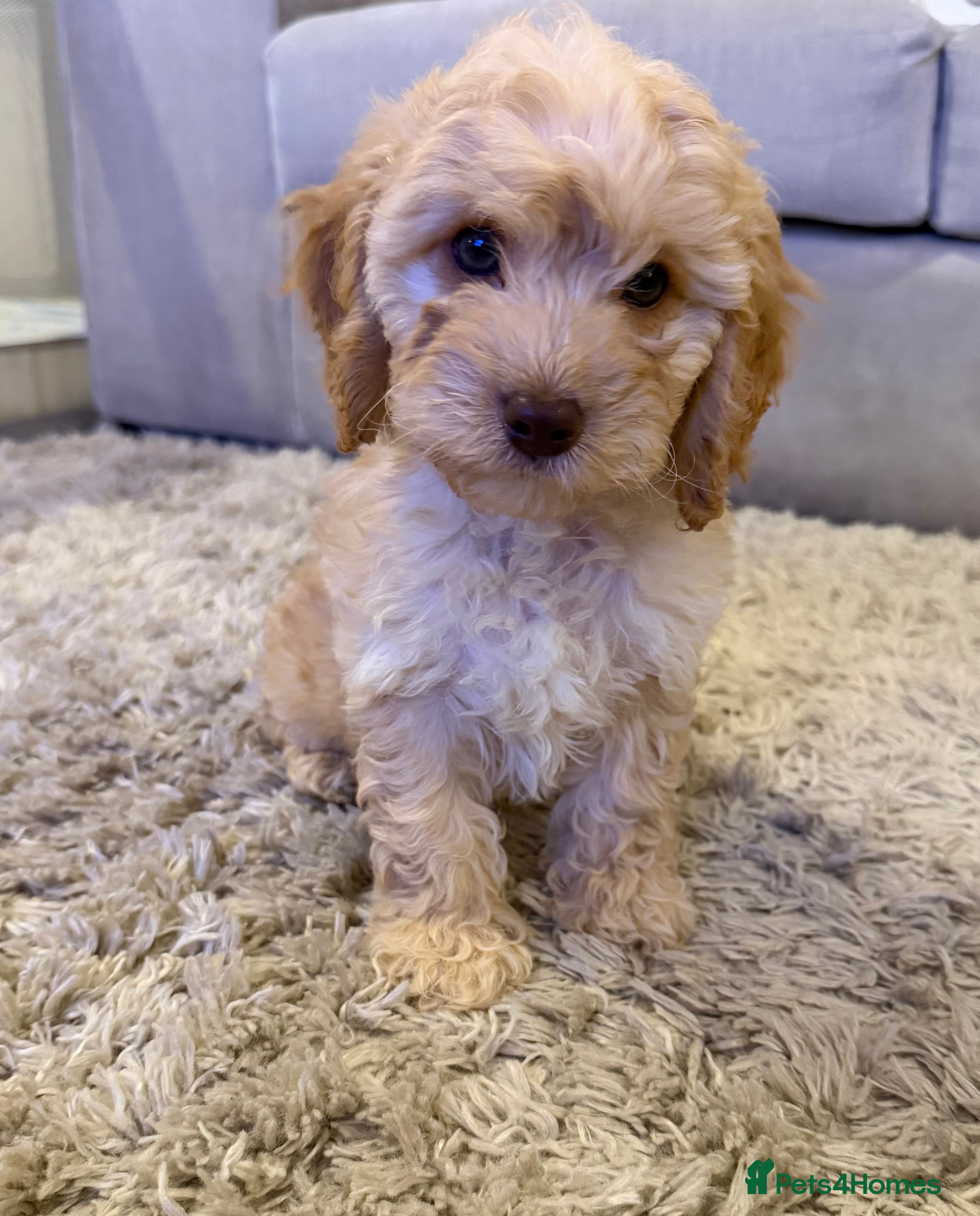 Cockapoo dogs  ✨🐶 Gorgeous cockapoo puppies🐶✨ - Advert 17