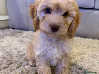 Cockapoo dogs ✨🐶 Gorgeous cockapoo puppies🐶✨ - Advert 17
