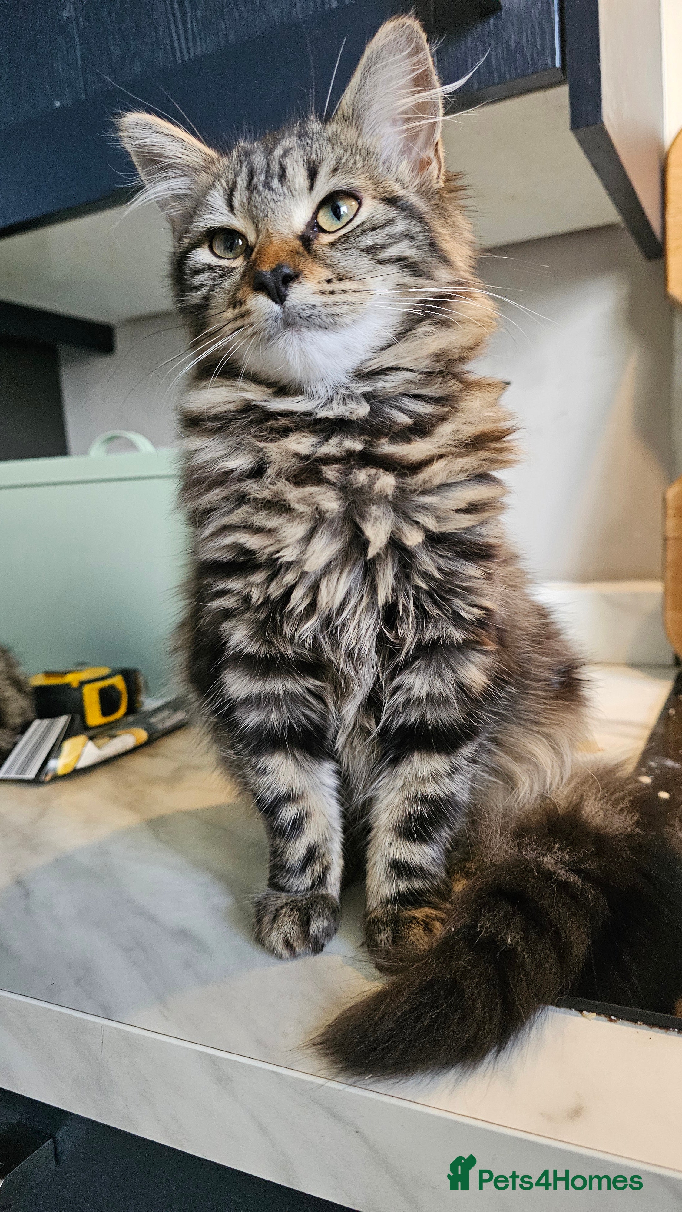 Mixed Breed cats for sale: Maine coon x tabby - stunning fluffy kittens.. - Advert 2