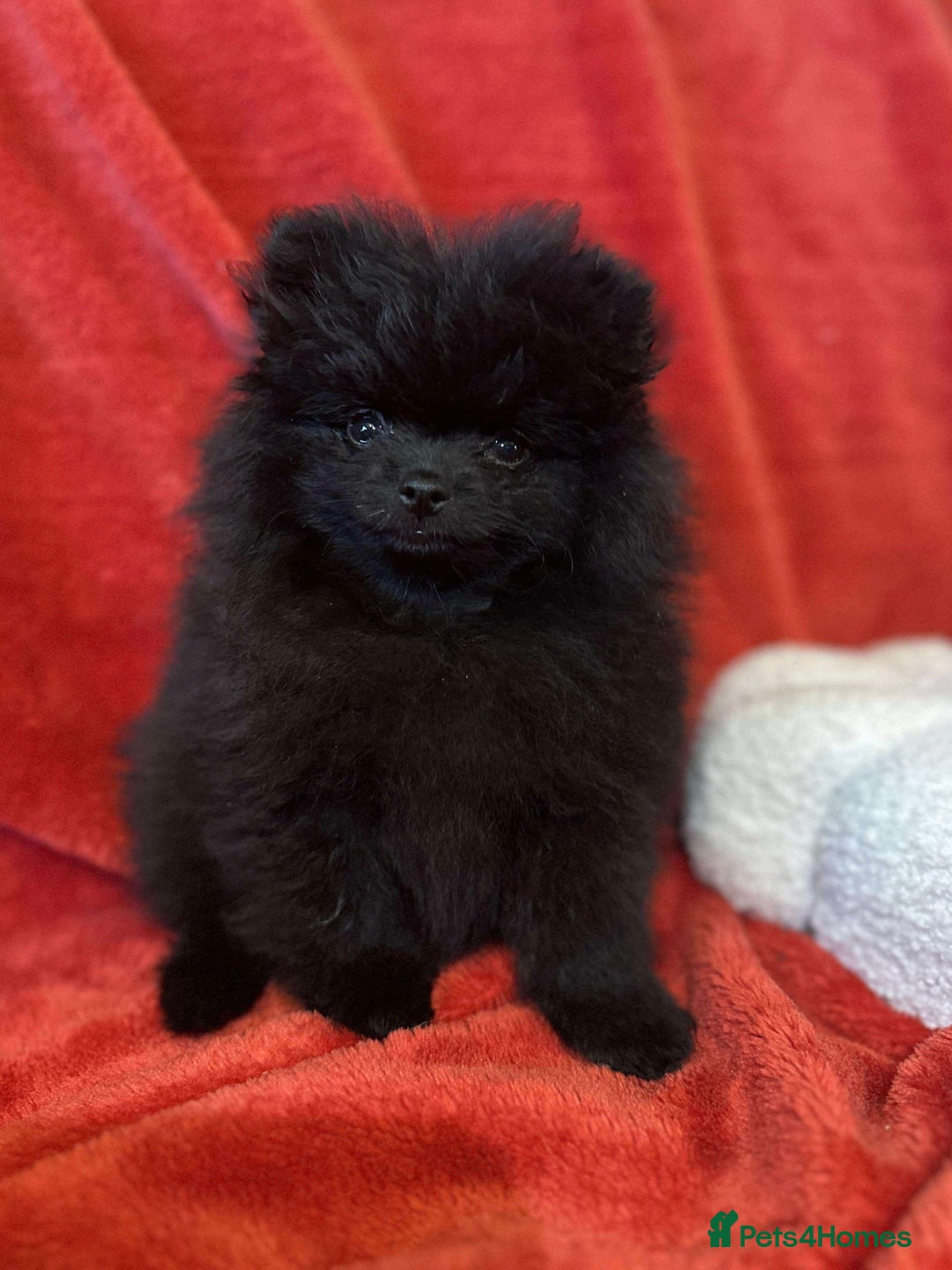 Pomeranian dogs for sale: Stunning KC reg Pomeranians  - Image 29