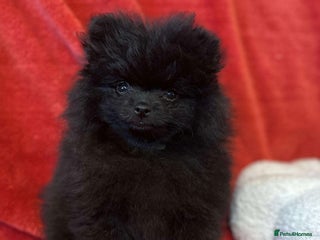 Pomeranian dogs Stunning KC reg Pomeranians 🌟REDUCED🌟 - Advert 11