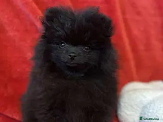 Pomeranian dogs Stunning KC reg Pomeranians 🌟REDUCED🌟 - Advert 1