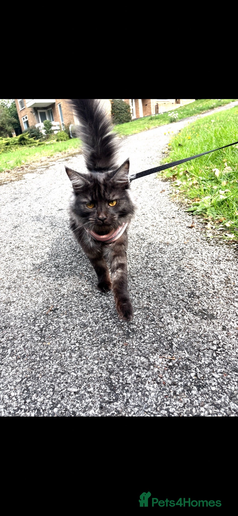 Mixed Breed cats New home needed - Advert 6