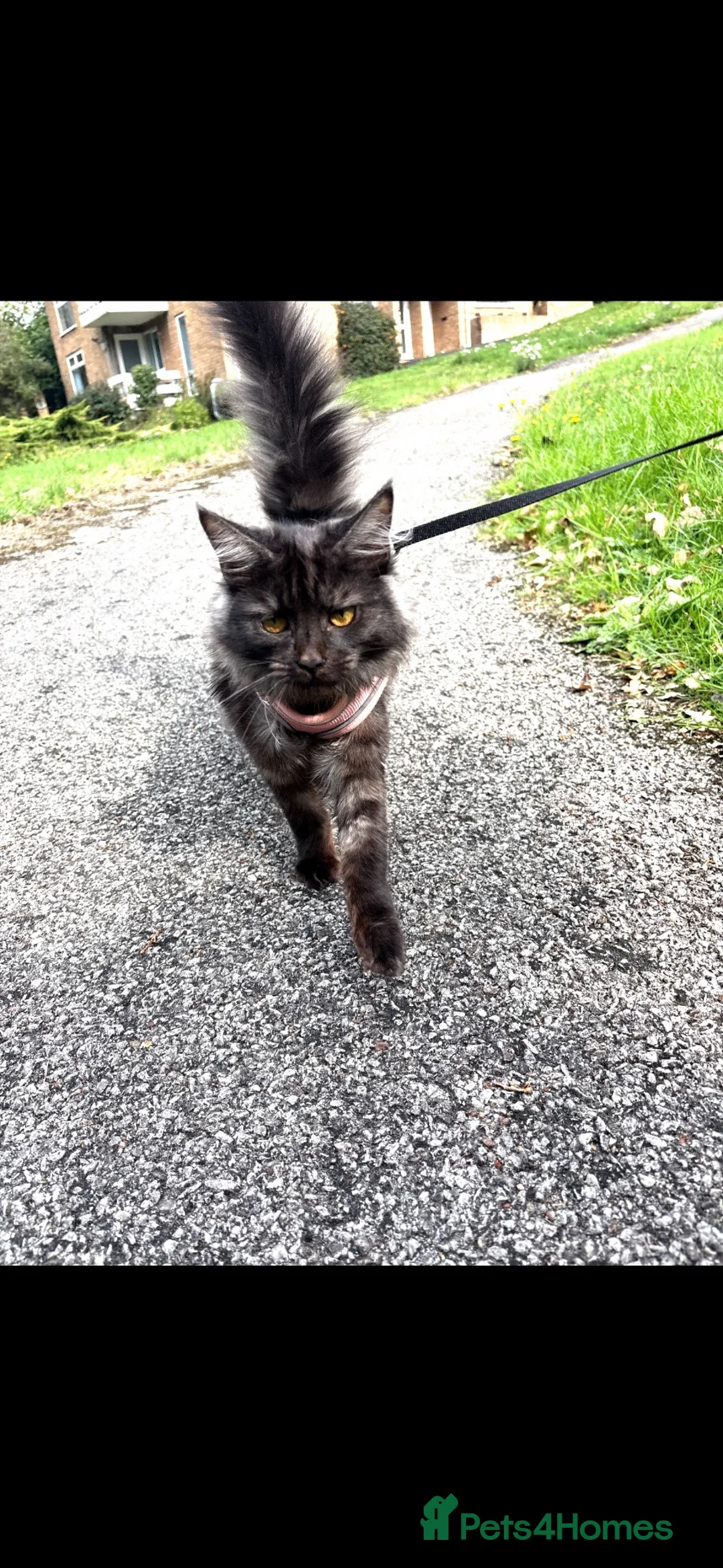 Mixed Breed cats for sale: New home needed - Advert 1