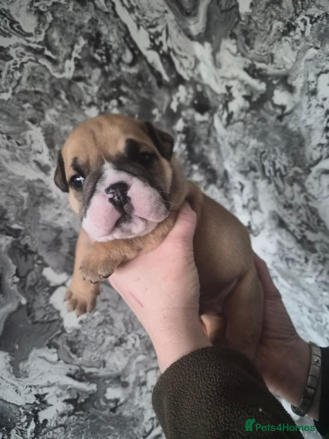 English Bulldog dogs for sale: English bulldog puppies  - Advert 4