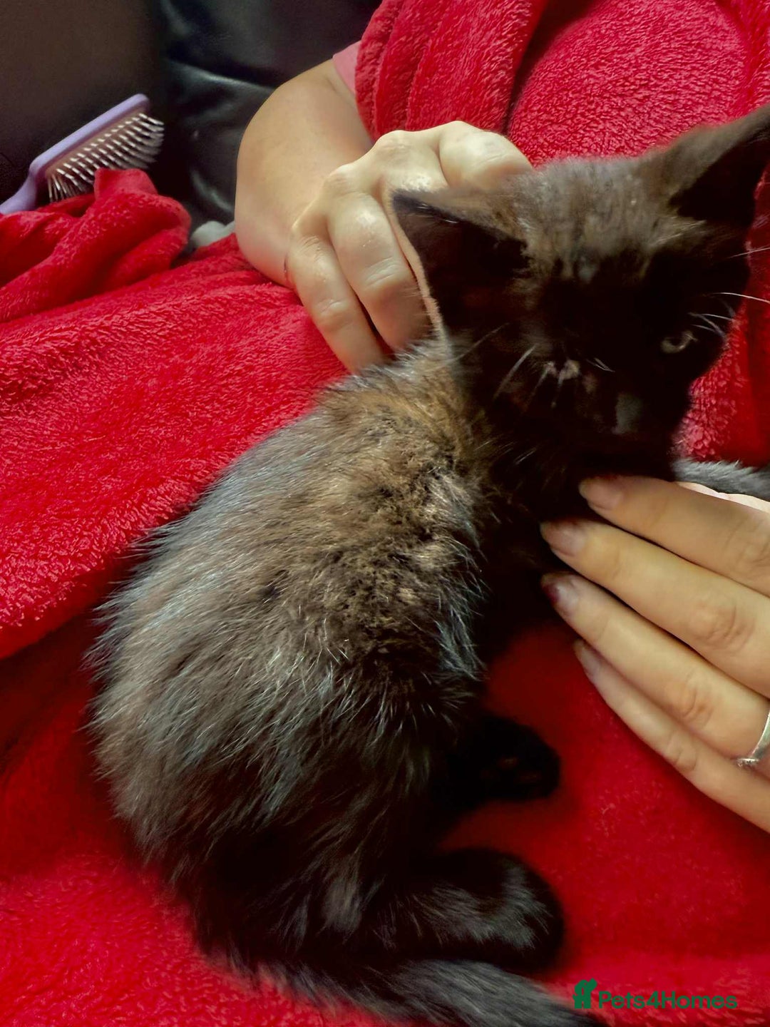 Mixed Breed cats for sale: tuxedo ghost tabby kittens - Image 31