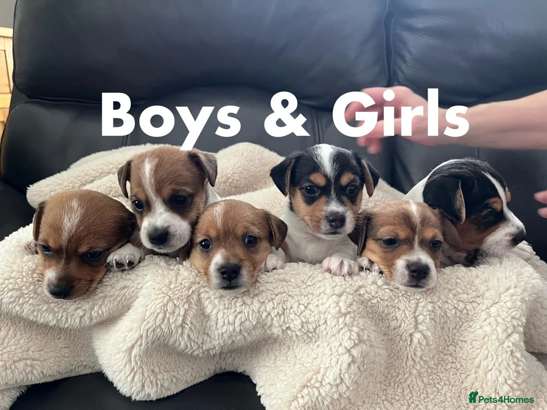 Jack Russell dogs for stud: Ronnie the jack russell for stud only.  in Stone - Advert 16