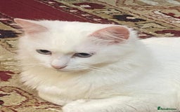 Turkish Angora cats for sale: Turkish Angora Cat  - Advert 2