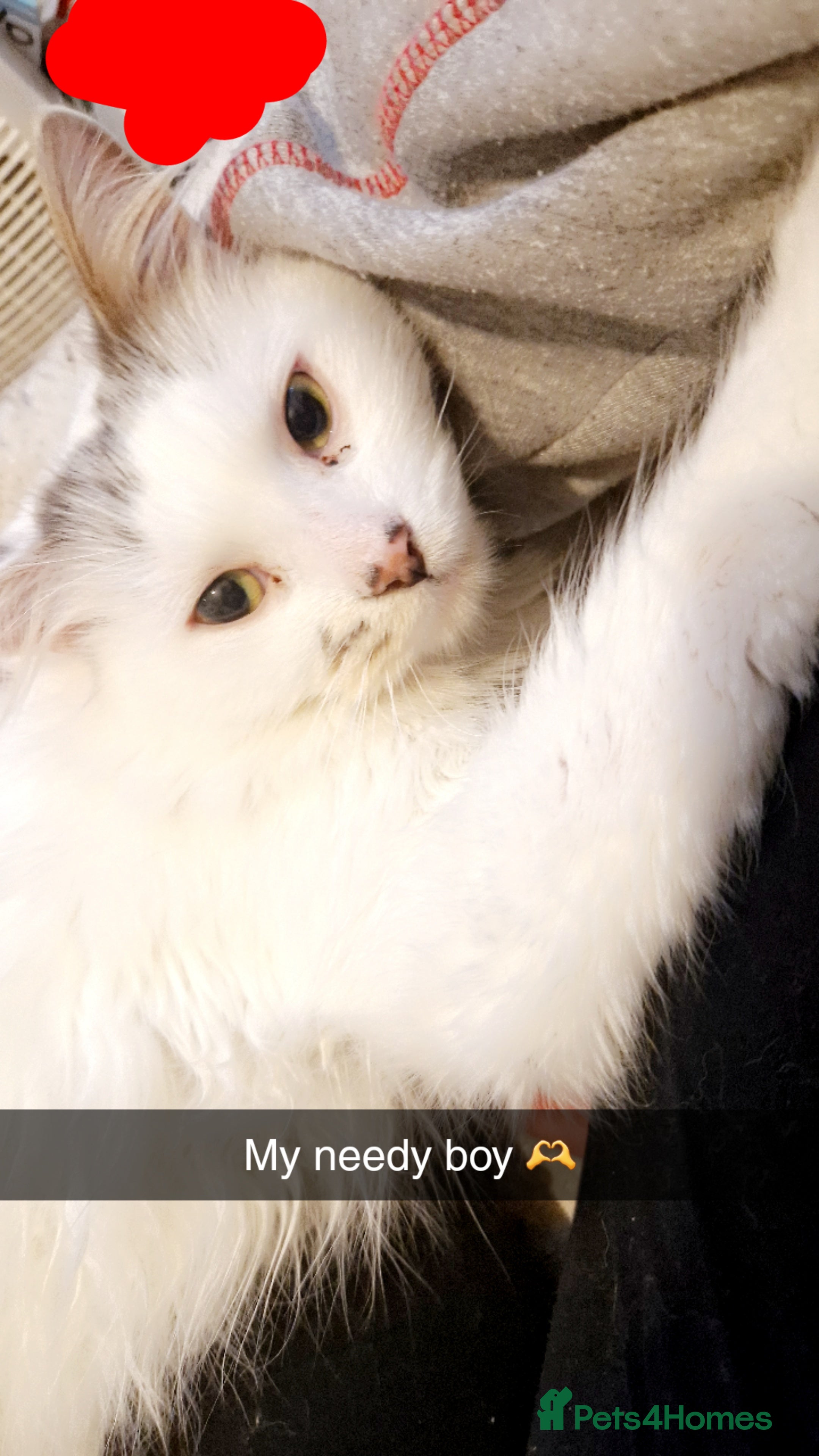 British Longhair cats Two gorgeous bonded Cats - Advert 2