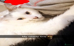 British Longhair cats for sale: Two gorgeous bonded Cats - Image 1