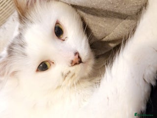 British Longhair cats - Advert 1