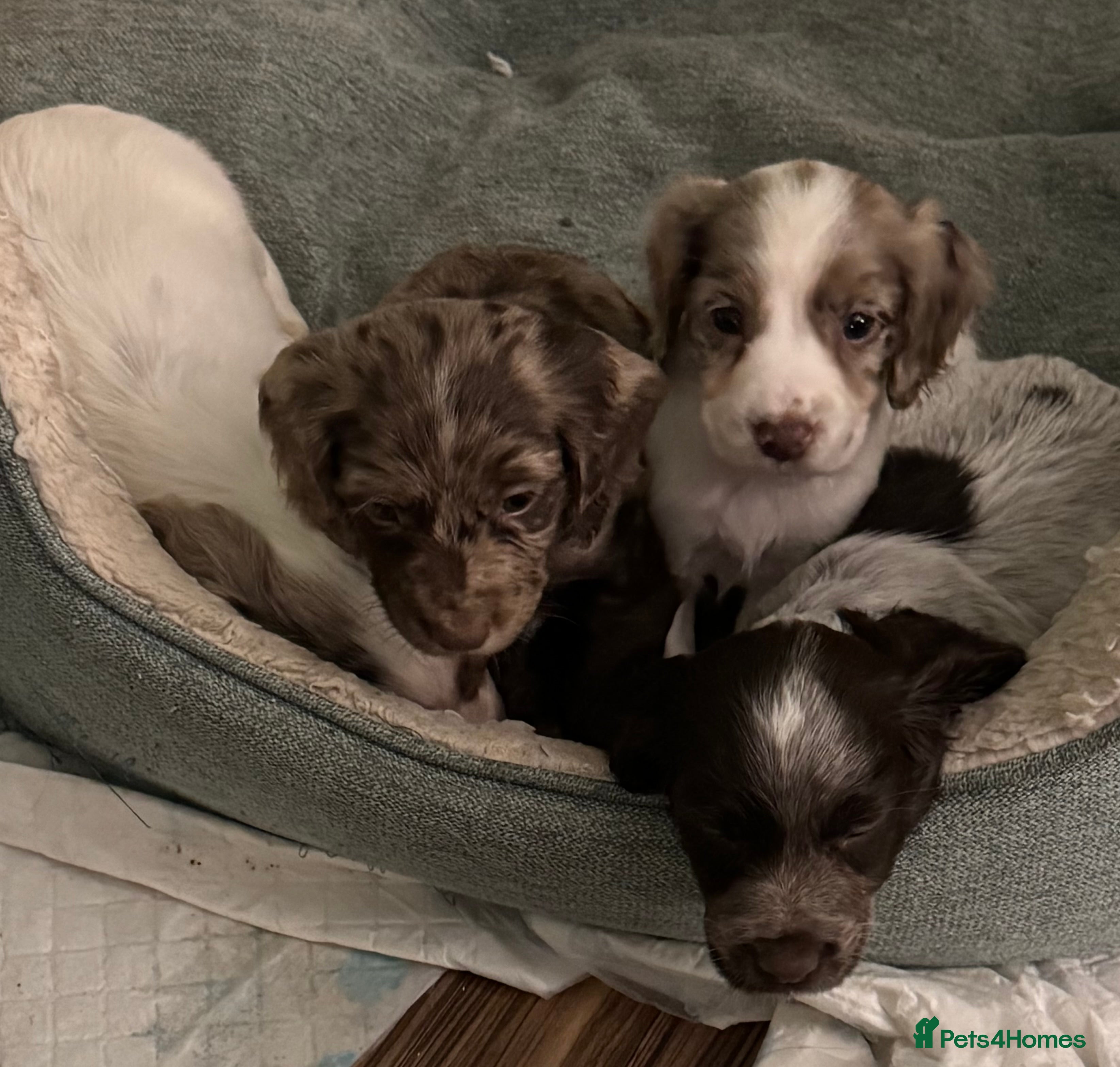 Cocker Spaniel dogs 4 x 7 week old rare coloured Cocker Spaniels - Advert 9