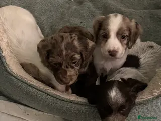 Cocker Spaniel dogs 4 x 7 week old rare coloured Cocker Spaniels - Advert 9