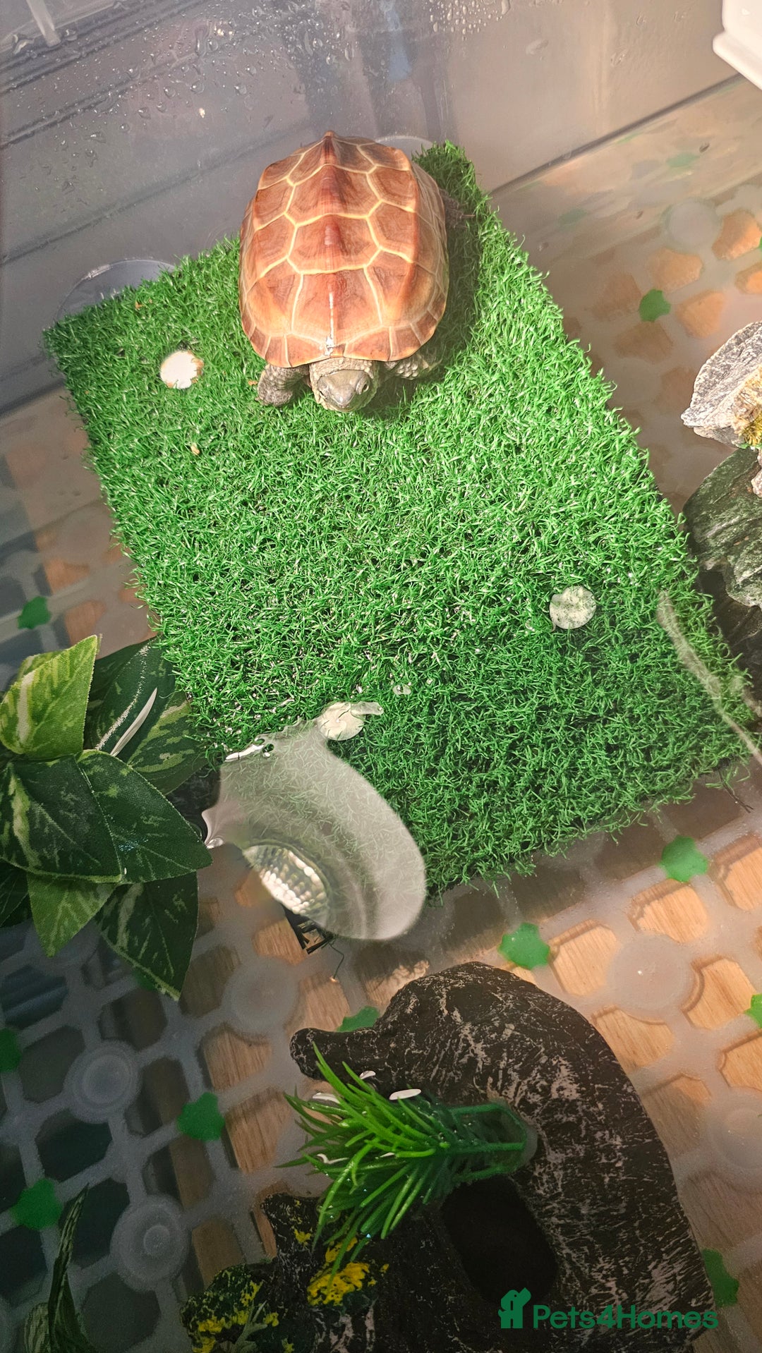 Turtle reptiles for sale: Two Reeves turtles for sale - Advert 2