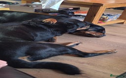 Rottweiler dogs for sale: Chunky Rottweiler Puppies DUE SOON  - Image 8