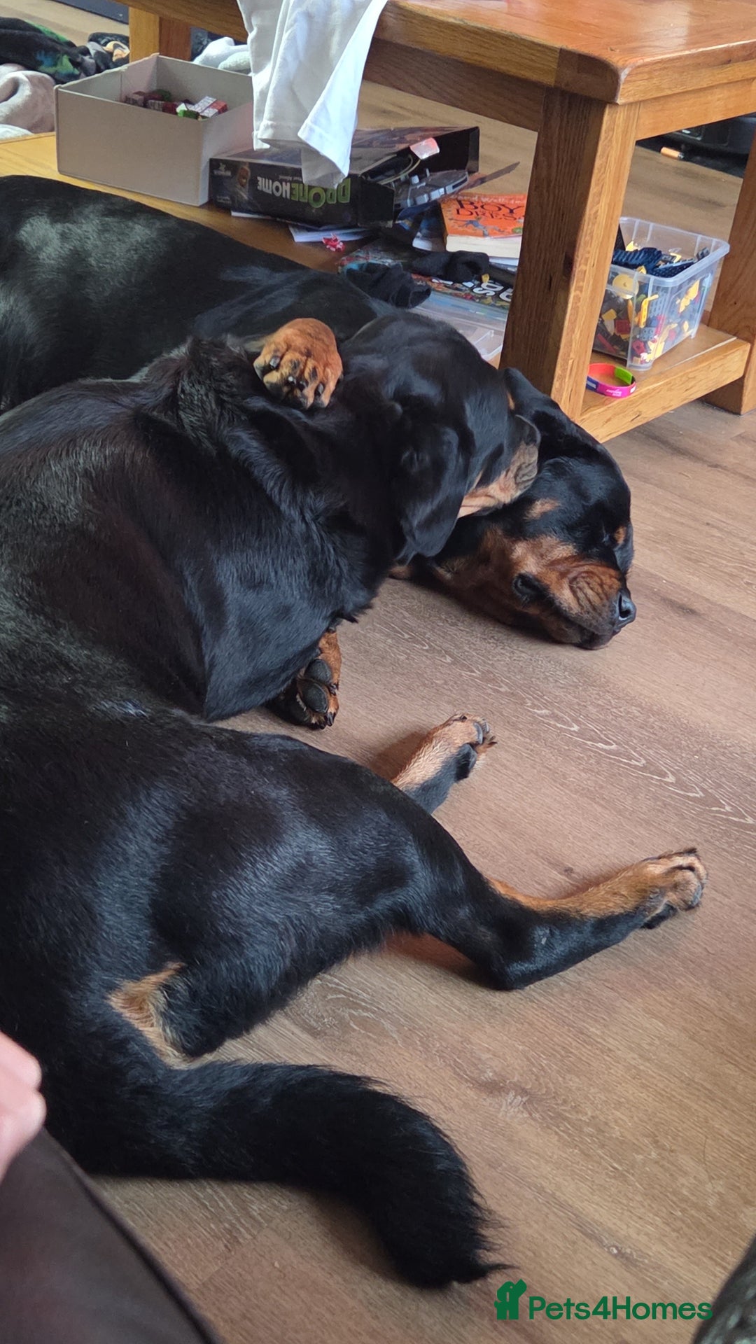 Rottweiler dogs for sale: Chunky Rottweiler Puppies DUE SOON  - Image 8