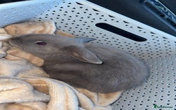 Mini Lop rabbits for sale: 2 rabbits for sale- female and male - Image 3