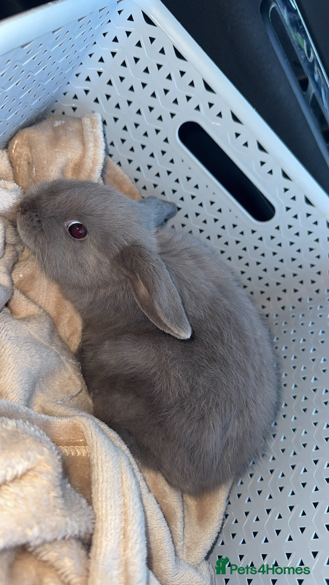 Mini Lop rabbits for sale: 2 rabbits for sale- female and male - Image 3