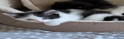 Mixed Breed cats for sale: Boy kitten - Advert 3