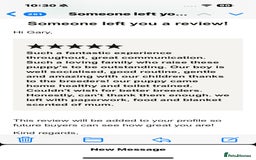 Golden Retriever dogs for sale: KC, Extensively Health tested Parents. Snow white - Image 34