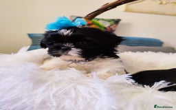 Shih Tzu dogs for sale: Shih Tzu puppies 1 boy available Redy Now!!! - Image 6