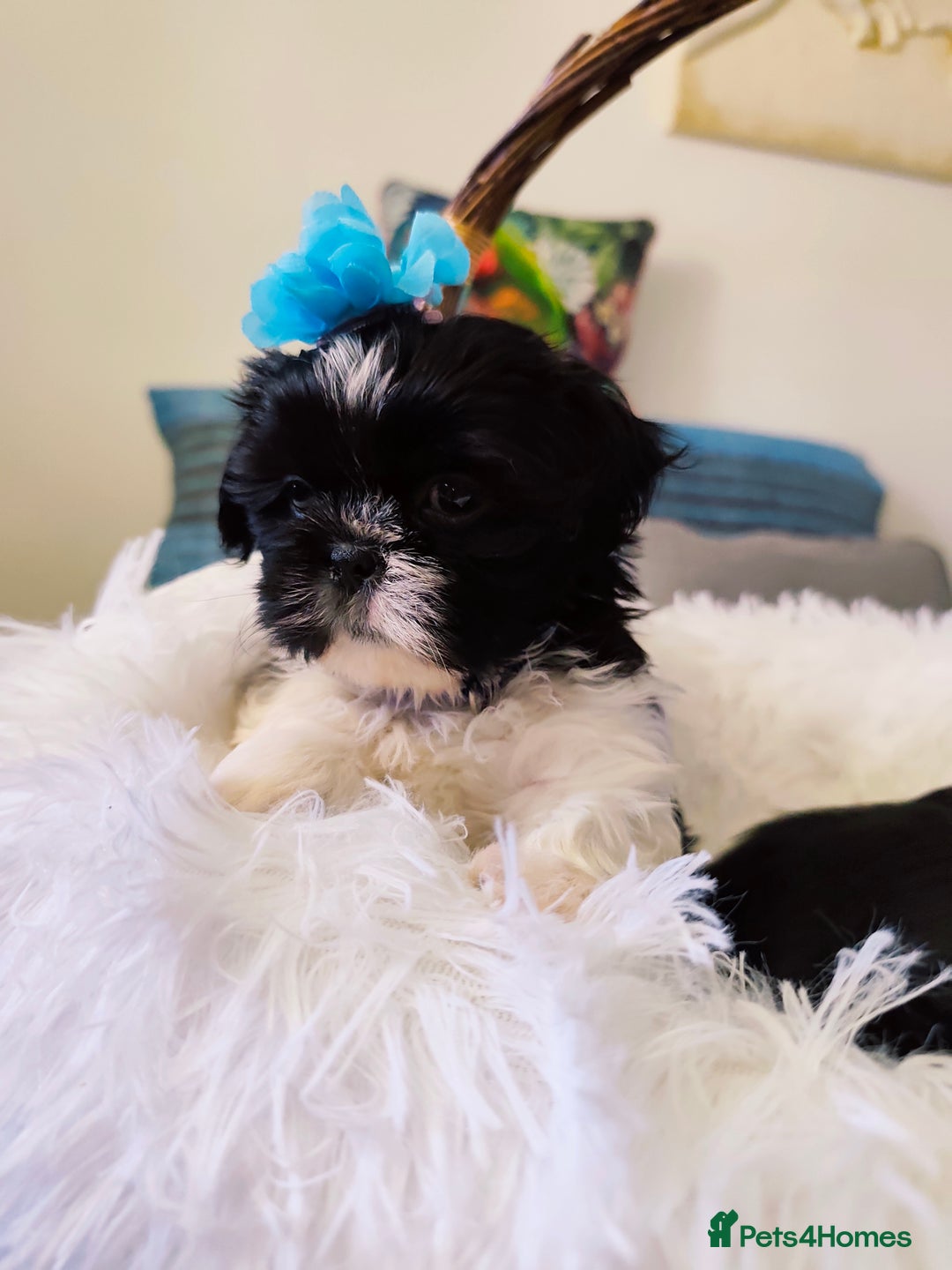 Shih Tzu dogs for sale: Shih Tzu puppies 1 boy available Redy Now!!! - Image 6