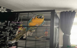 Parrots birds for sale: Blue and yellow macaw - Image 2