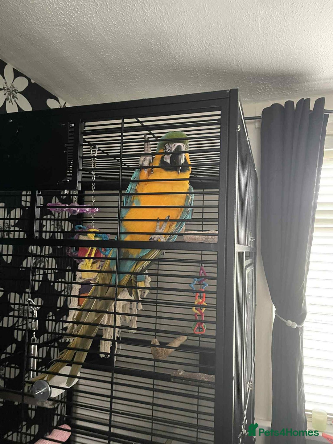 Parrots birds for sale: Blue and yellow macaw - Image 2