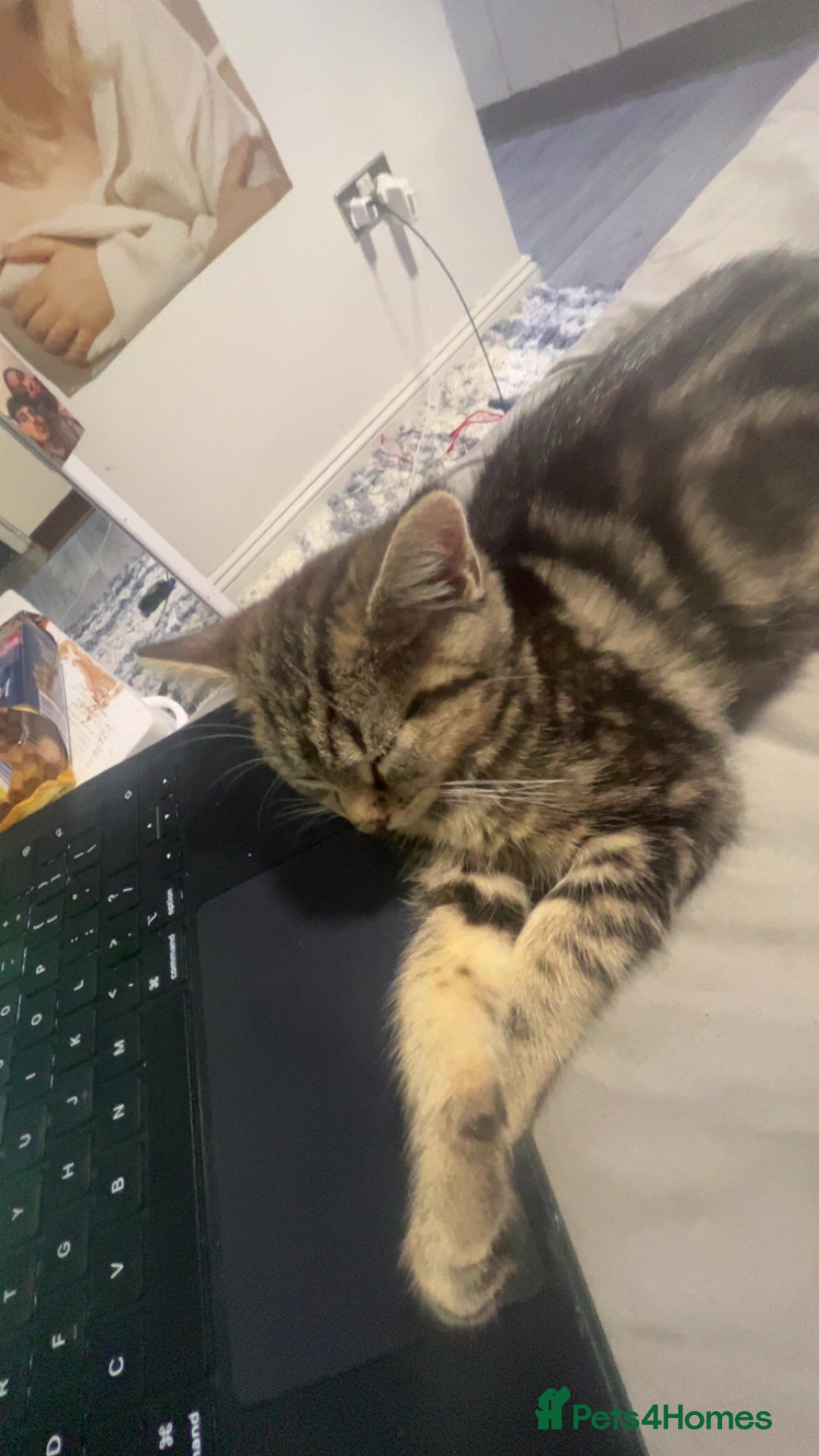 Mixed Breed cats for sale: 8 Month old kitten mixed breed - Advert 6