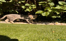Savannah cats for sale: Beautiful F4 True to Type Savannah - Image 6