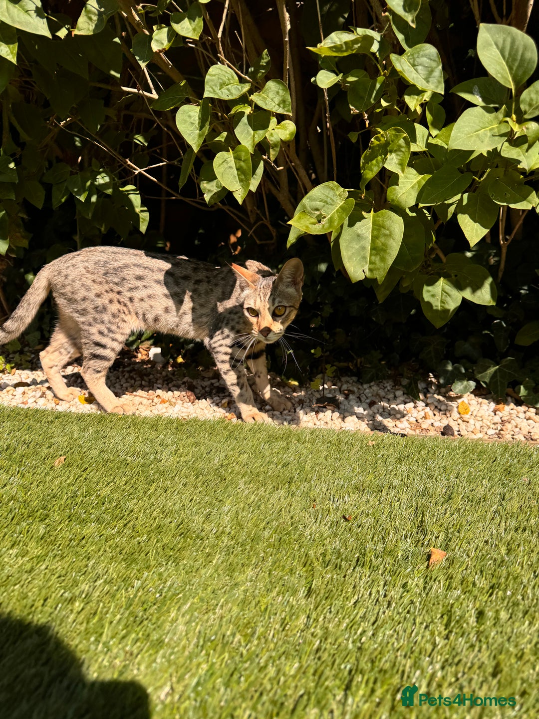 Savannah cats for sale: Beautiful F4 True to Type Savannah - Image 6