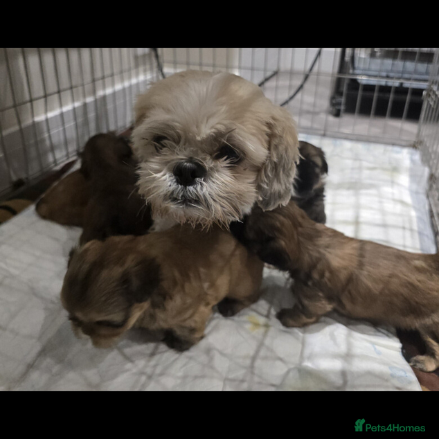 Shih Tzu dogs outstanding purebred Shih Tzu puppies ready to go - Advert 9
