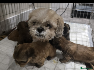 Shih Tzu dogs outstanding purebred Shih Tzu puppies ready to go - Advert 9