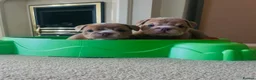 English Bulldog dogs for sale: English Bulldog Puppies  - Advert 7